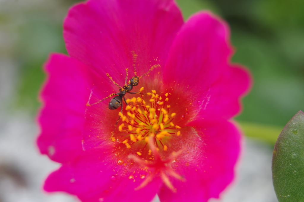 ポーチュラカ-1