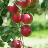 秋の実り‐真っ赤な林檎