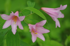 野草園で花探し-ヒメサユリ