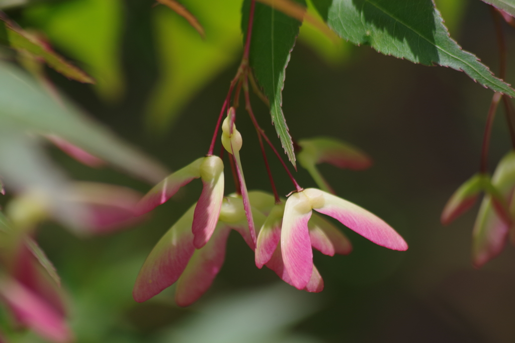 花散歩‐モミジのプロペラ