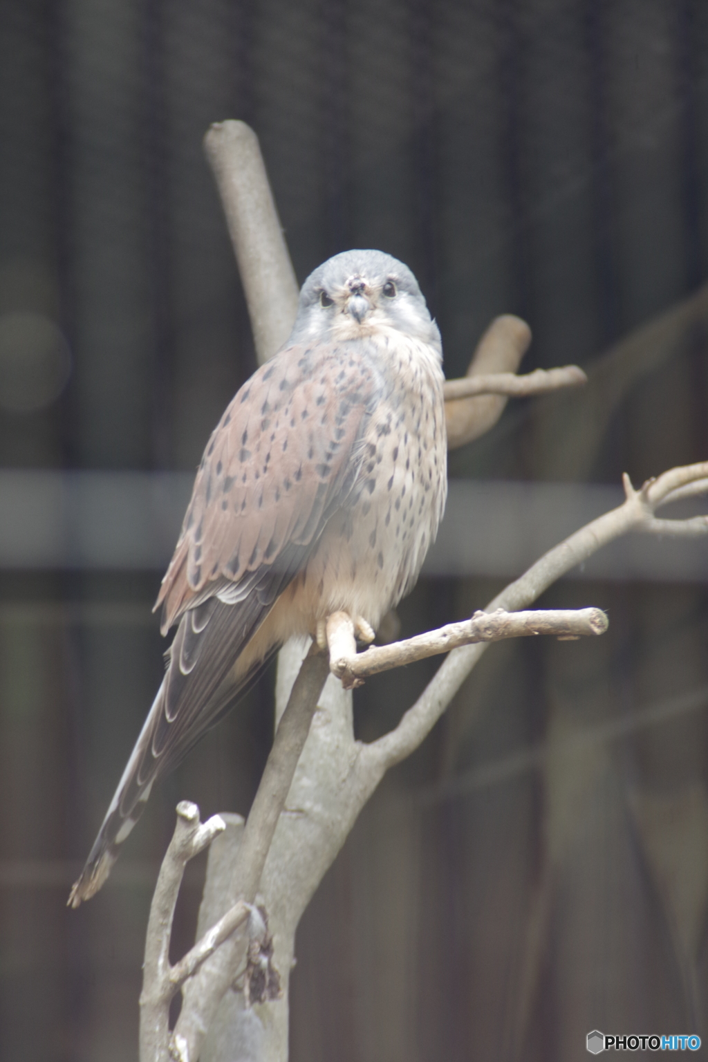 籠の鳥でも猛禽類-3