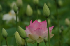 蓮の花-7