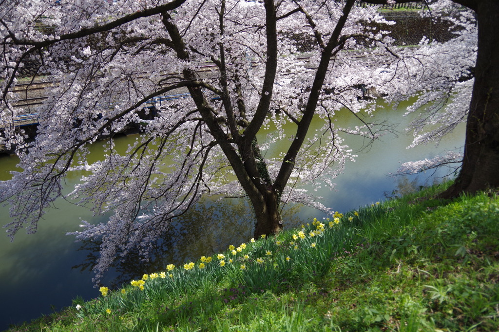 お堀の桜-9
