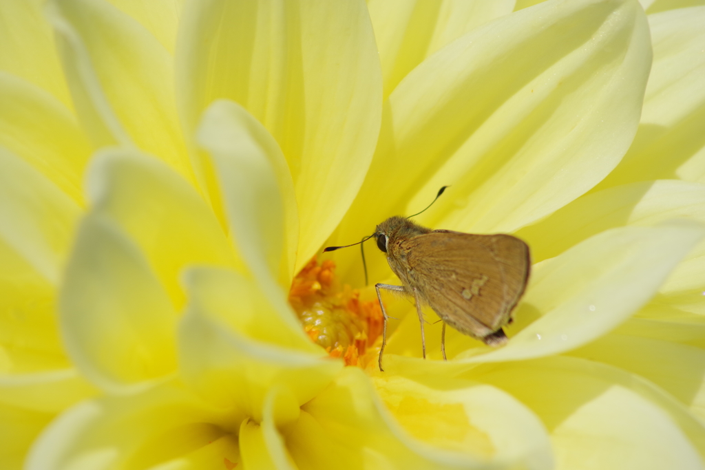 秋田のダリア‐レモン色にセセリ