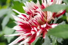 秋田のダリア-リトルサンタ