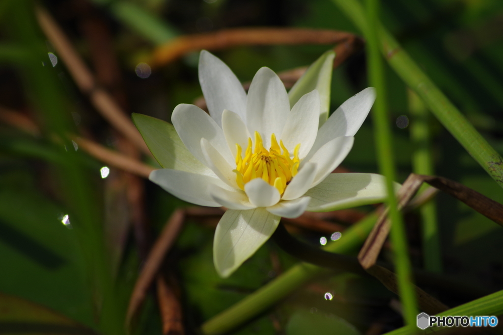 じゅん菜沼のヒツジグサ-1