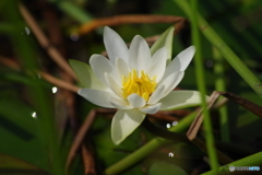 じゅん菜沼のヒツジグサ-1