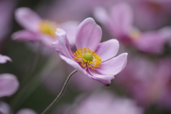 庭の秋明菊-5