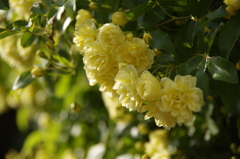 花散歩‐木香薔薇