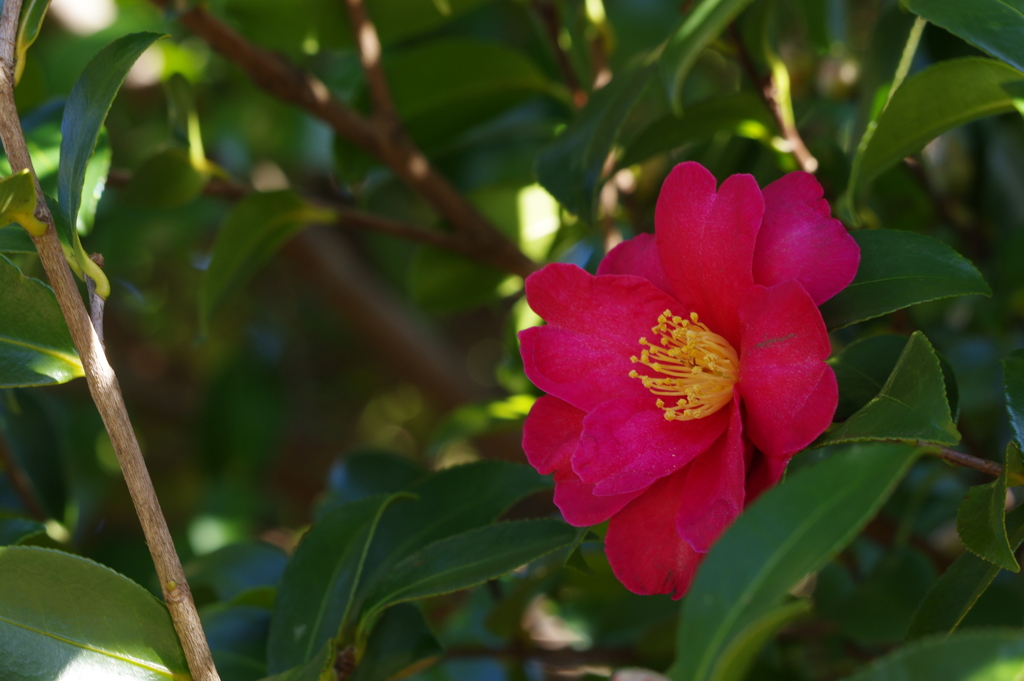 紅い山茶花-2