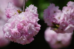 子安観音堂の手毬桜-4