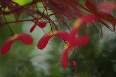赤いプロペラ-3