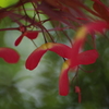 赤いプロペラ-3