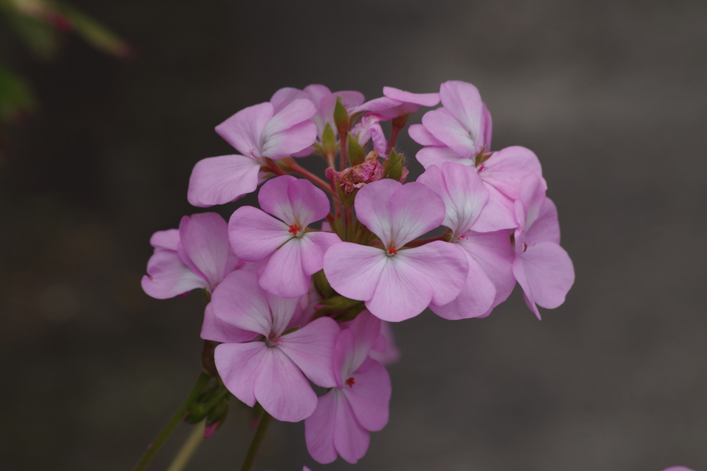 六月の花散歩-ゼラニュウム