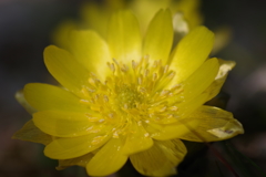 春の陽気の花散歩‐フクジュソウ