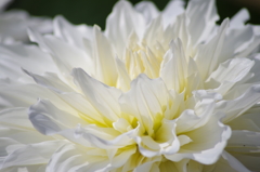 マルエムズホワイト