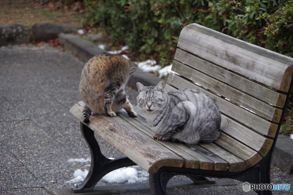 公園の猫ちゃん-1