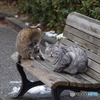公園の猫ちゃん-1