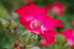 小さな花のバラ-5