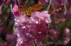 八重の桜・手まり咲き-3