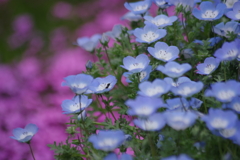 花散歩‐ネモフィラ