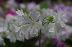 雨の日の日本桜草-6