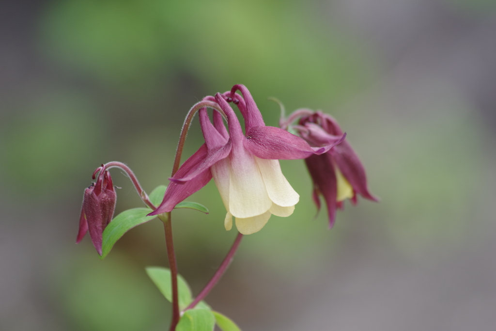 花散歩‐隣の家の大山苧環