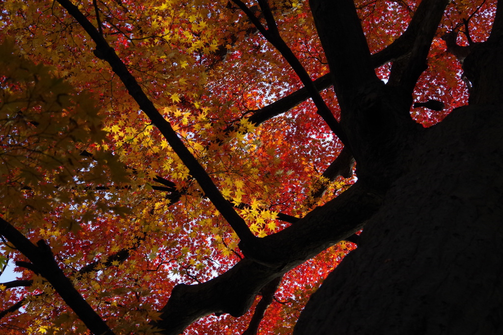 空が紅と黄に覆われて