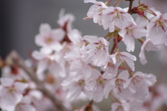 花散歩‐桜