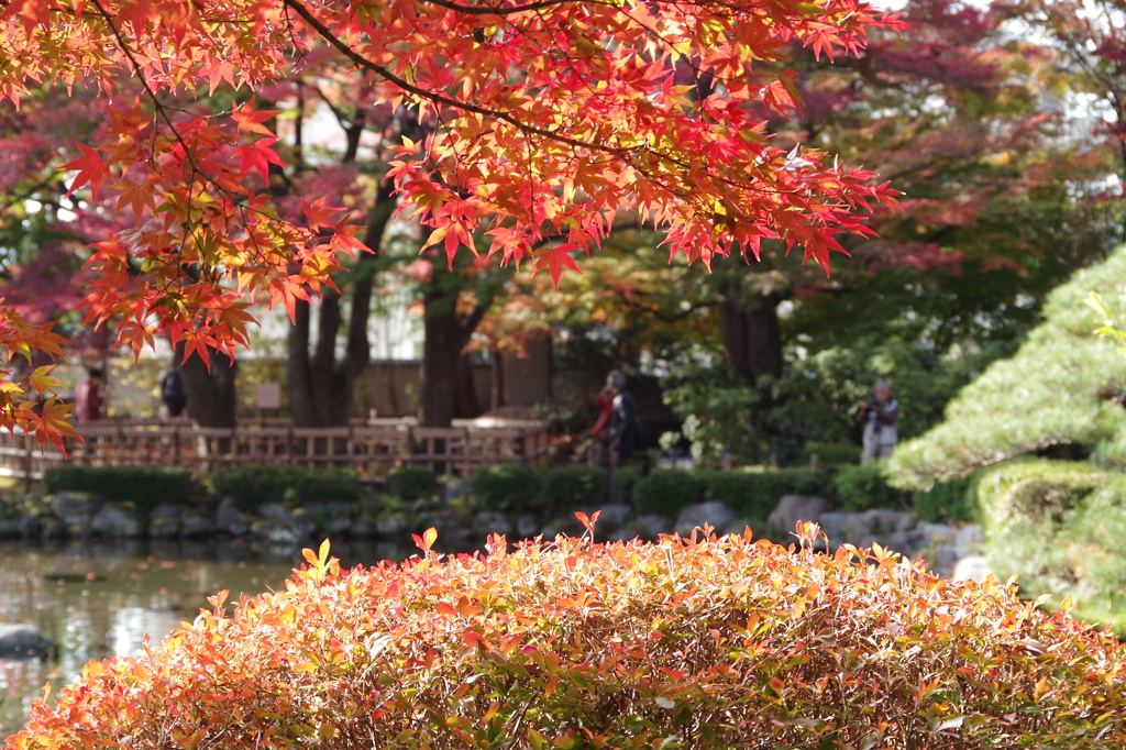 池の端、モミジとドウダン
