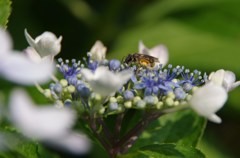 額紫陽花と日本蜜蜂-1