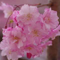 紅枝垂桜-2