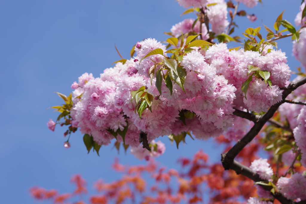久々の花散歩‐八重1