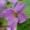 野草園‐シラネアオイ