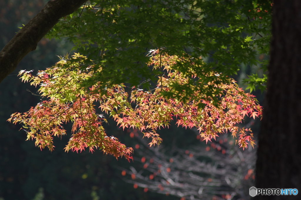 紅葉