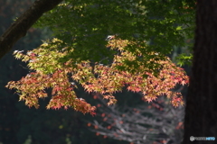 紅葉