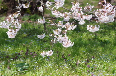 桜とオオイヌノフグリ-1