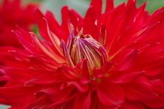 秋田のダリア‐熱望