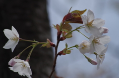 桜・さくら・サクラ-17