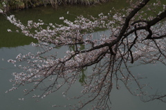 霞城のお濠に桜