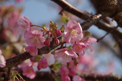 春が開く-河津桜3