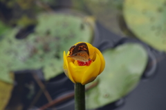 真夏の野草園‐オゼコウホネとベニシジミ