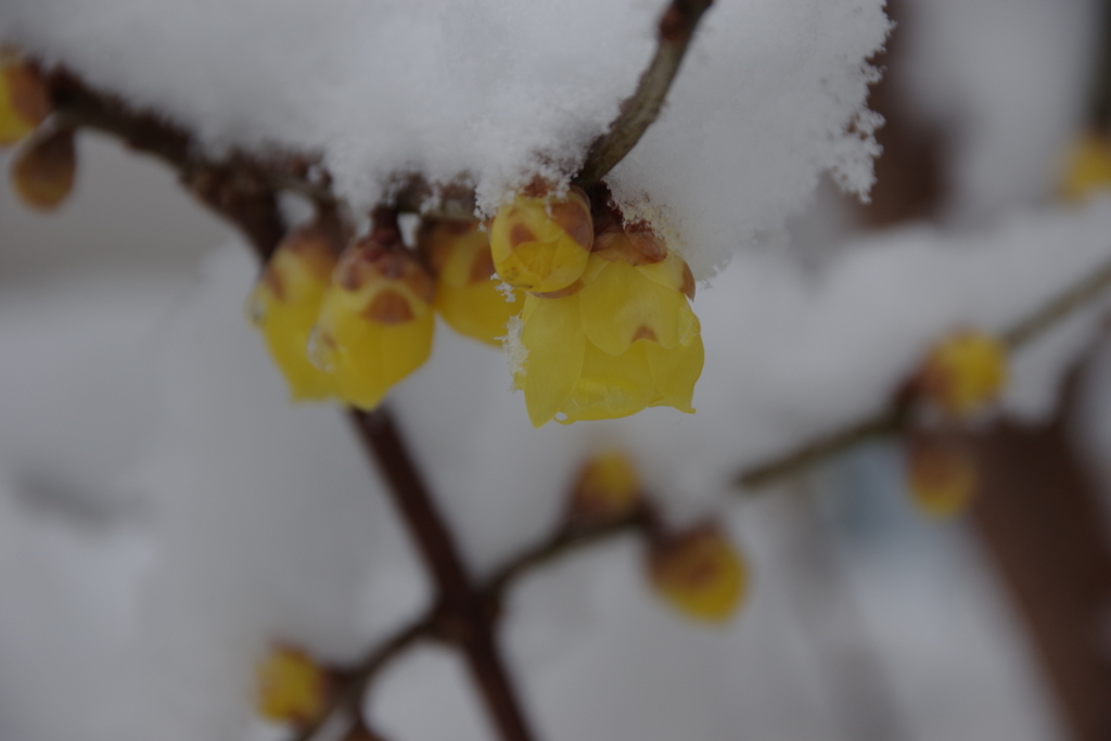 1月2日の雪中蝋梅2