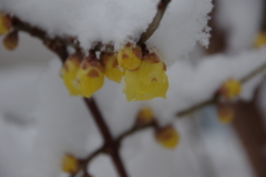 1月2日の雪中蝋梅2