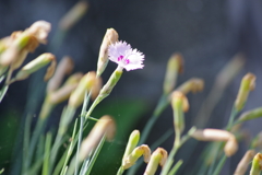 花散歩-最後の一輪