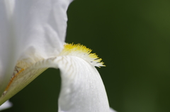 花散歩‐ジャーマンアイリスのヒゲは黄色