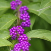 花散歩‐小紫の実も色づいてます