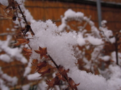 ほわほわの雪-3