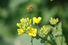 油菜に蜜蜂-3