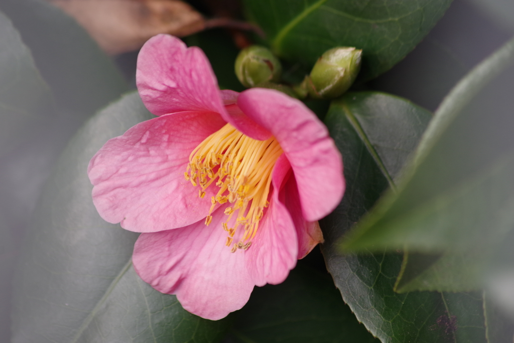 花散歩-淡桃の椿